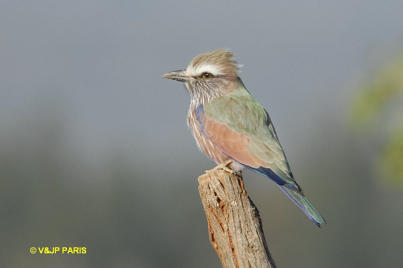 Coracias naevius