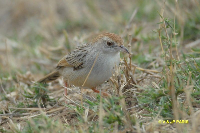 Cisticola chiniana