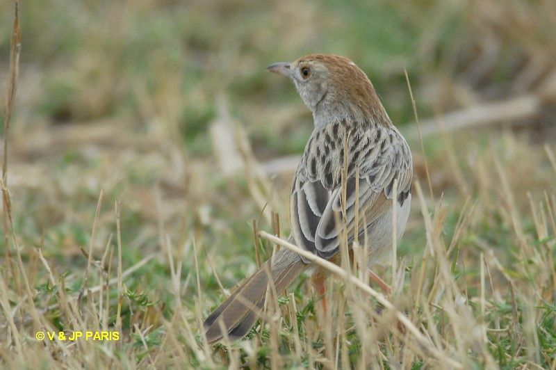 Cisticola chiniana