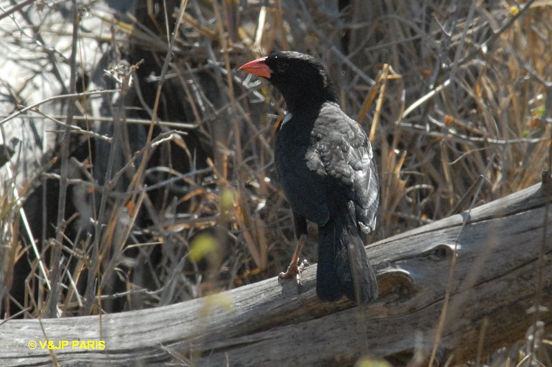 Bubalornis niger