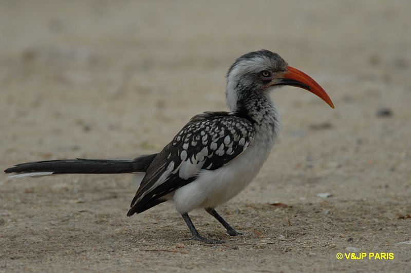 Tockus erythrorhynchus