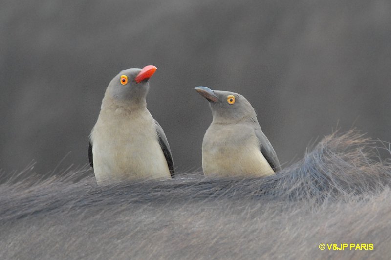 Buphagus erythrorhynchus