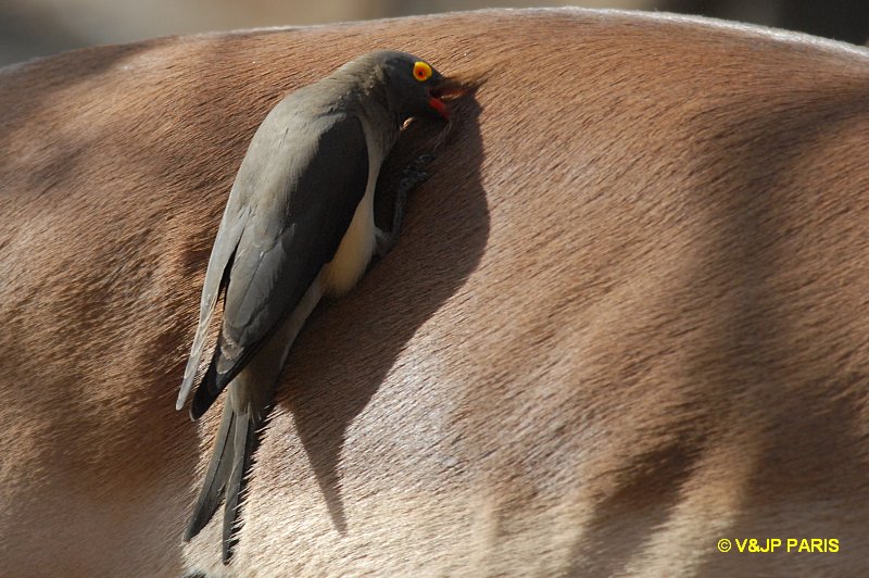 Buphagus erythrorhynchus