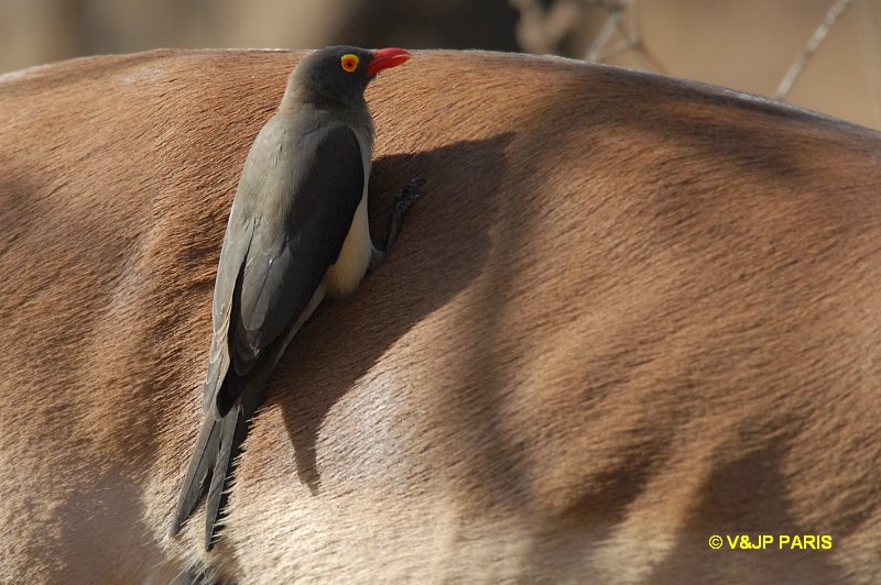 Buphagus erythrorhynchus