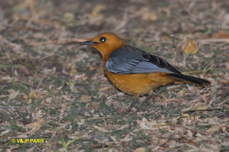 Cossypha natalensis