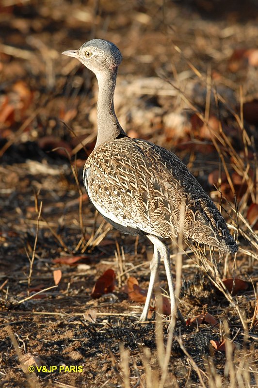 Eupodotis ruficrista