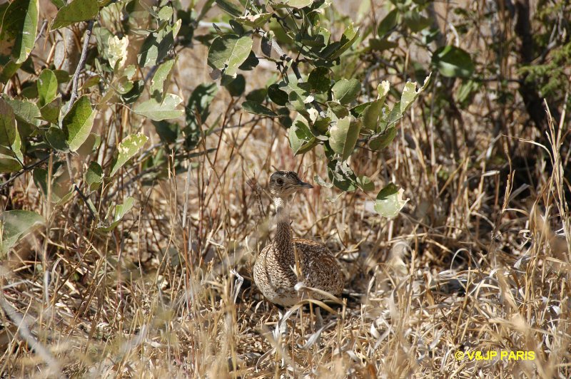 Eupodotis ruficrista