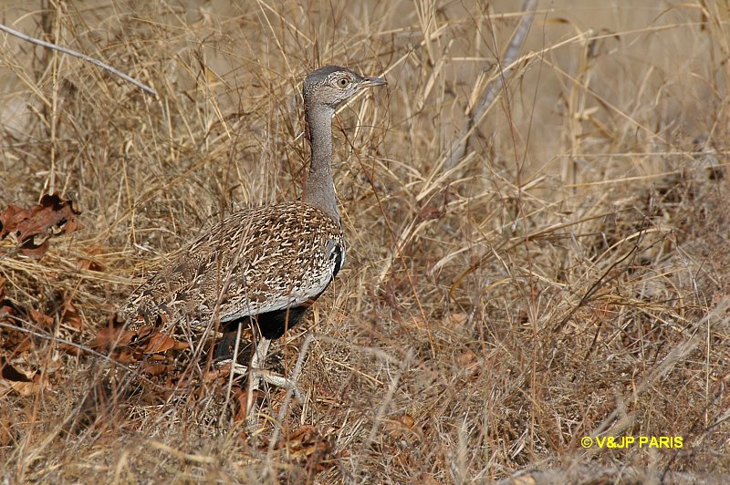 Eupodotis ruficrista
