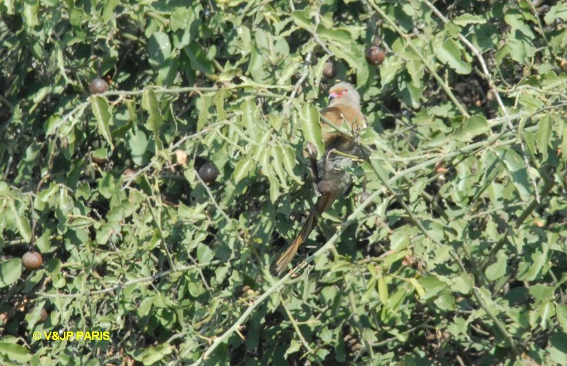 Urocolius indicus