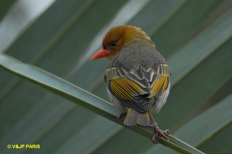 Anaplectes rubriceps