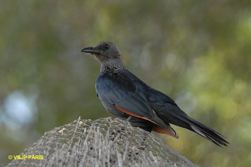Onychognathus morio