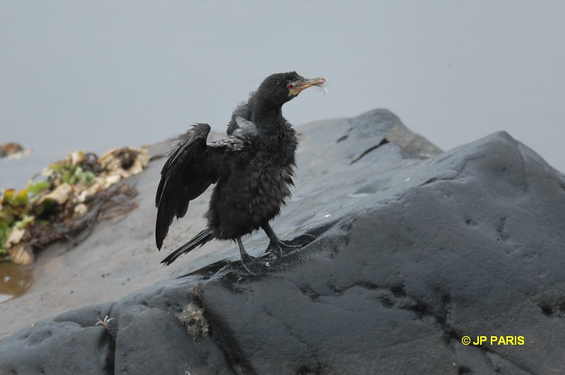 Phalacrocorax africanus