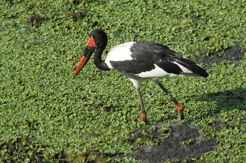 Ephippiorhynchus senegalensis