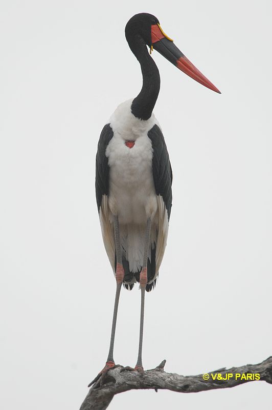 Ephippiorhynchus senegalensis