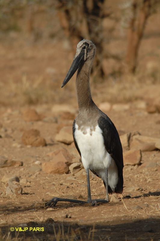 Ephippiorhynchus senegalensis