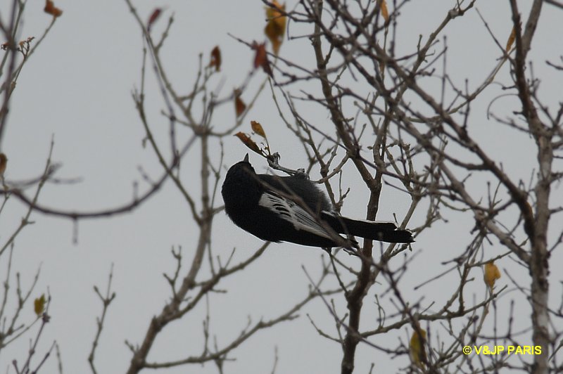 Melaniparus niger