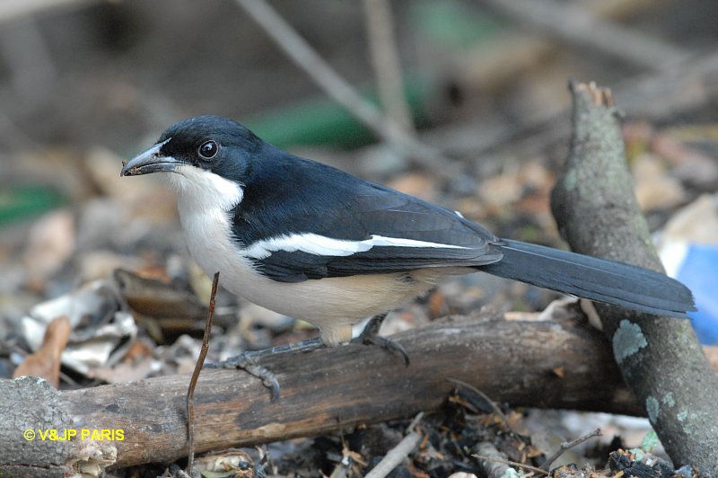 Laniarius ferrugineus