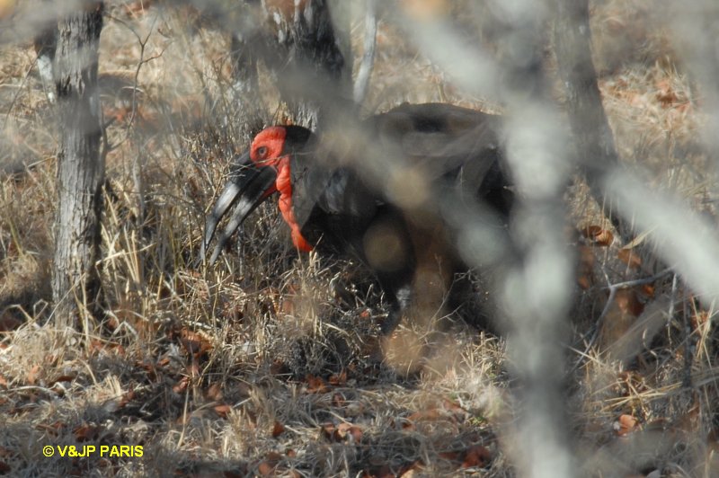 Bucorvus leadbeateri