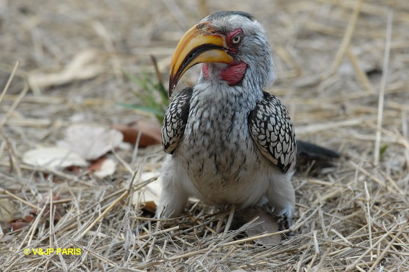Tockus leucomelas