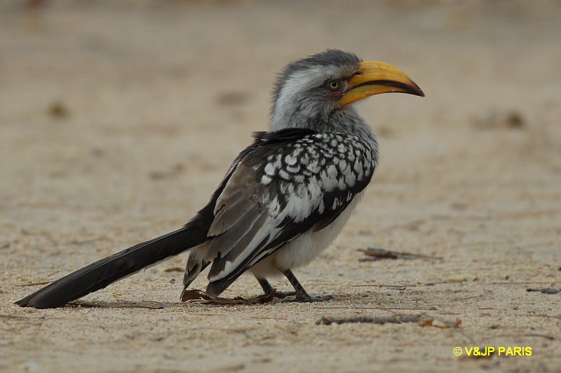 Tockus leucomelas