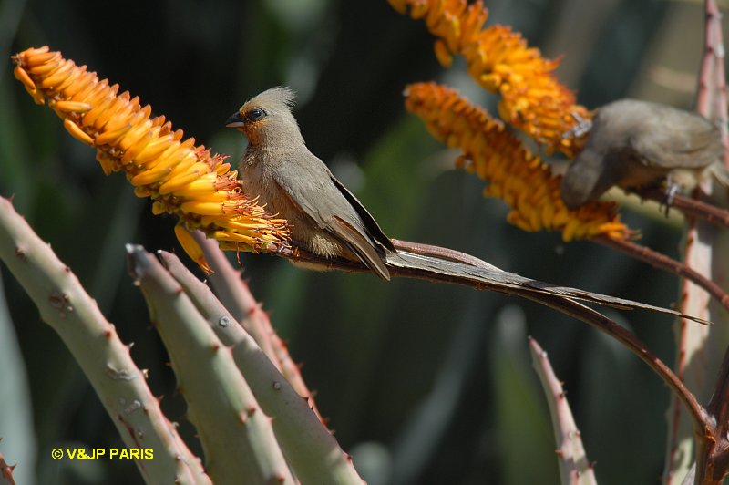 Colius striatus