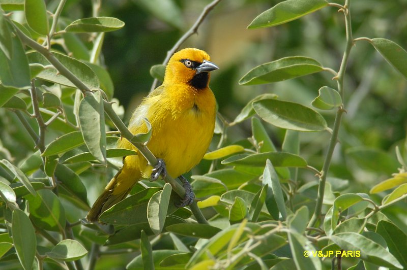 Ploceus capensis