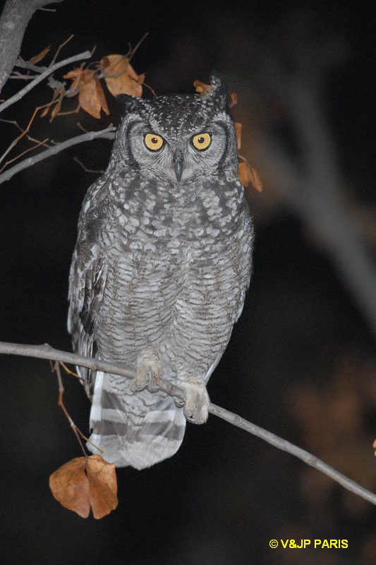Bubo africanus