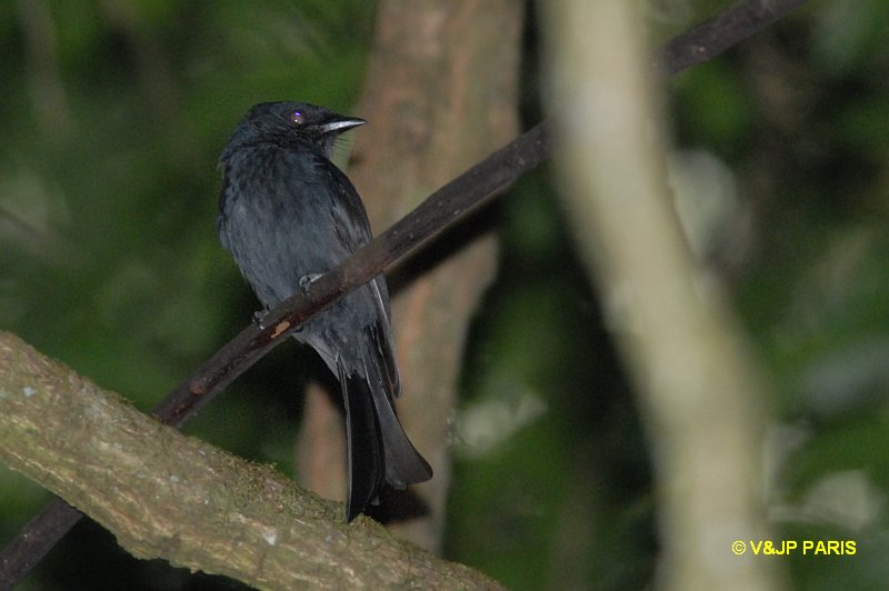 Dicrurus ludwigii