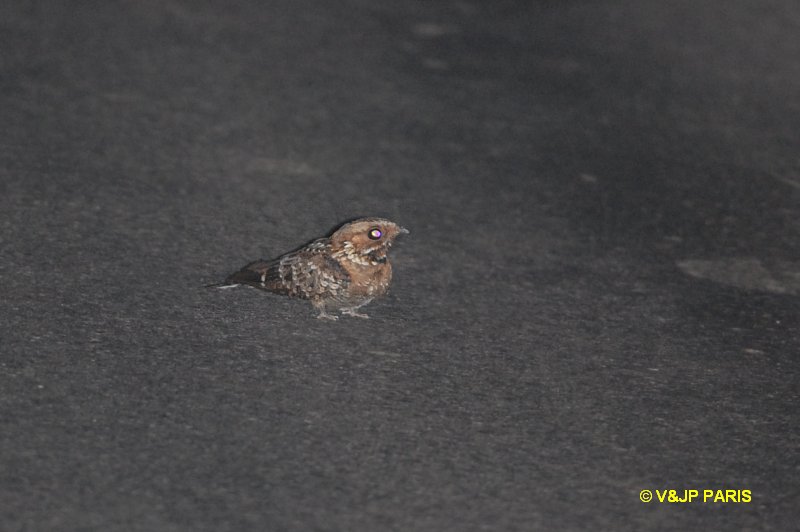 Caprimulgus fossii