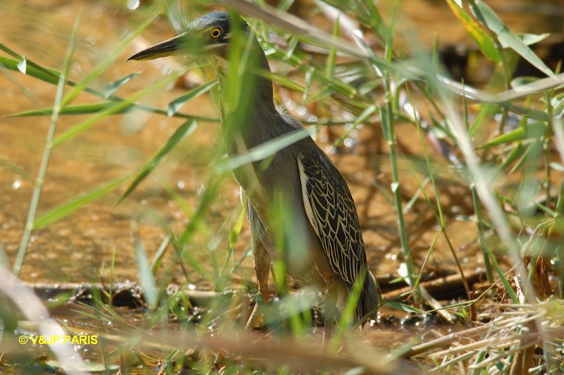 Butorides striata