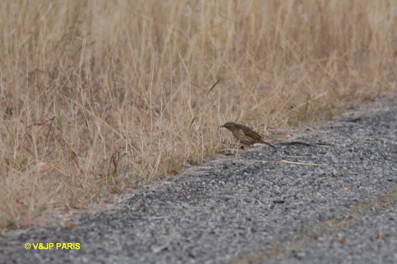 Anthus lineiventris