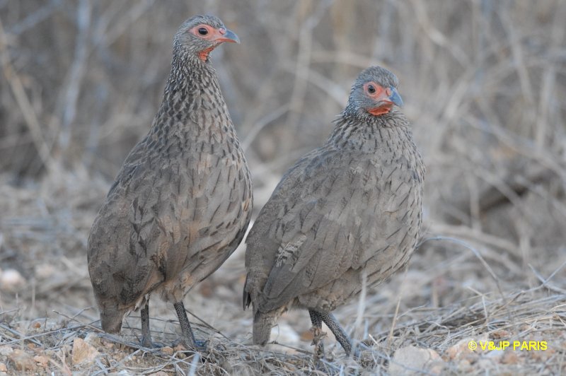 Francolinus swainsonii