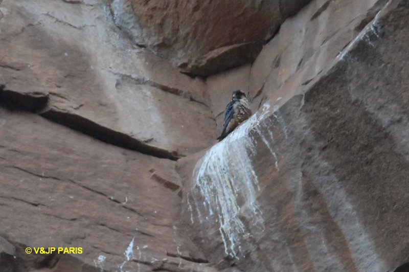 Falco fasciinucha