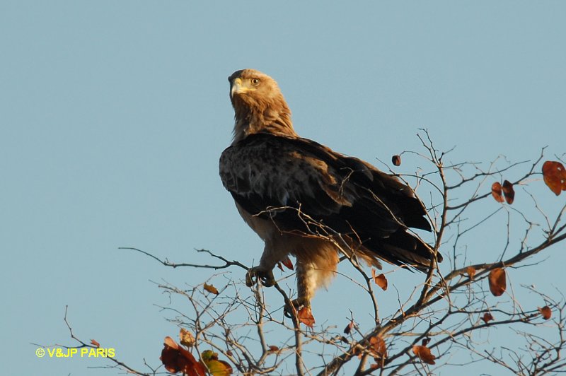 Aquila rapax