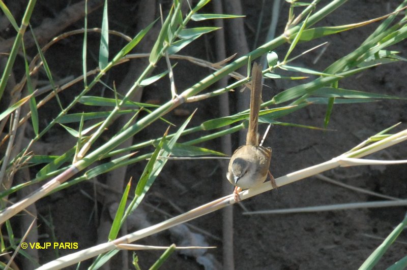 Prinia subflava