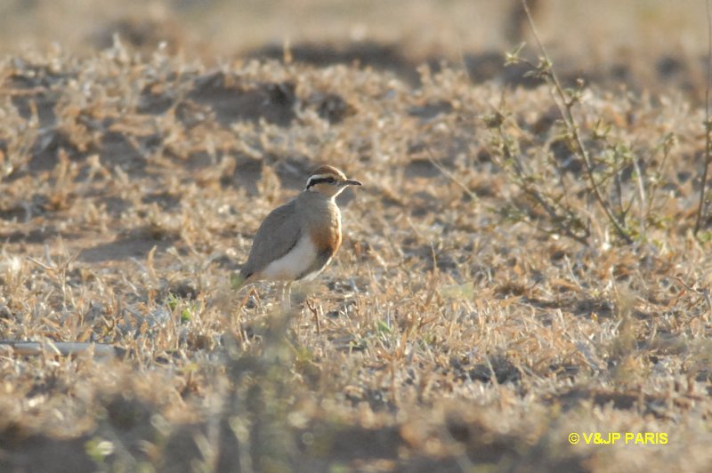 Cursorius temminckii