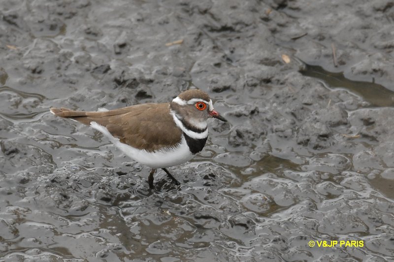 Charadrius tricollaris