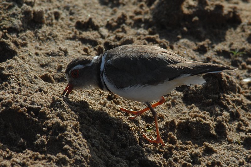 Charadrius tricollaris