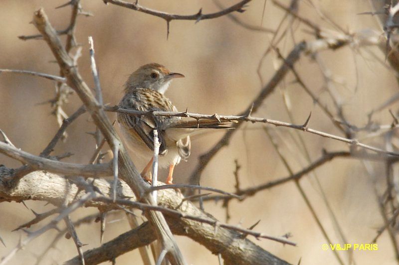 Cisticola lais