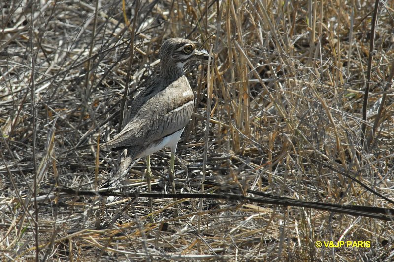 Burhinus vermiculatus