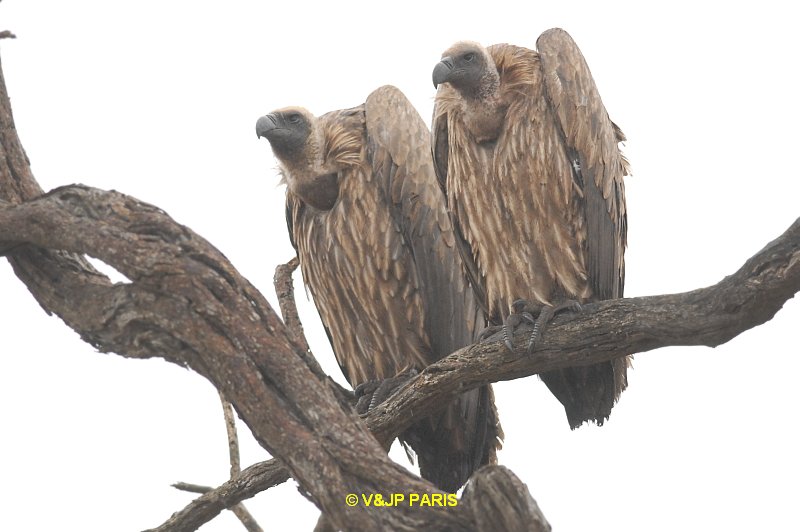Gyps africanus