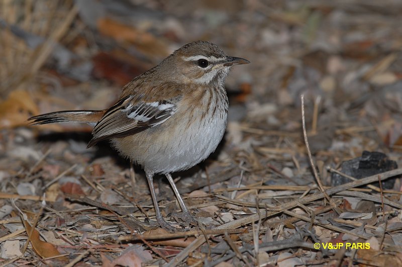 Cercotrichas leucophrys