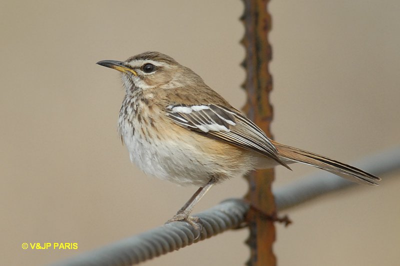 Cercotrichas leucophrys