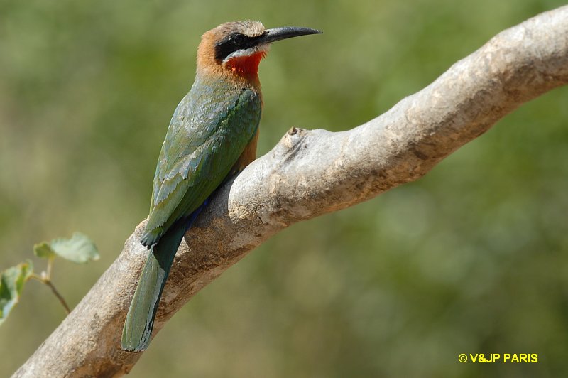 Merops bullockoides