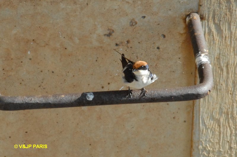 Hirundo smithii