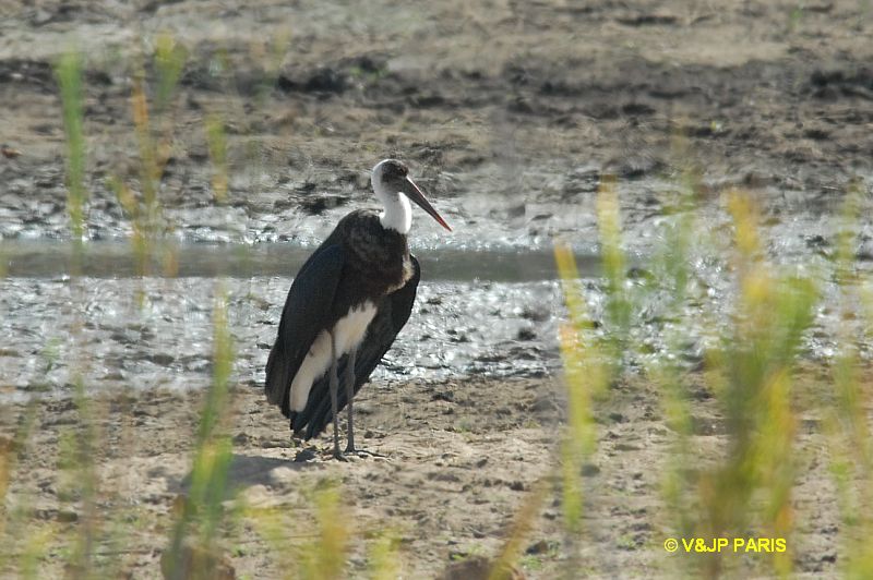 Ciconia episcopus