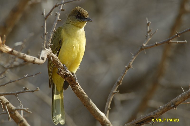 Chlorocichla flaviventris
