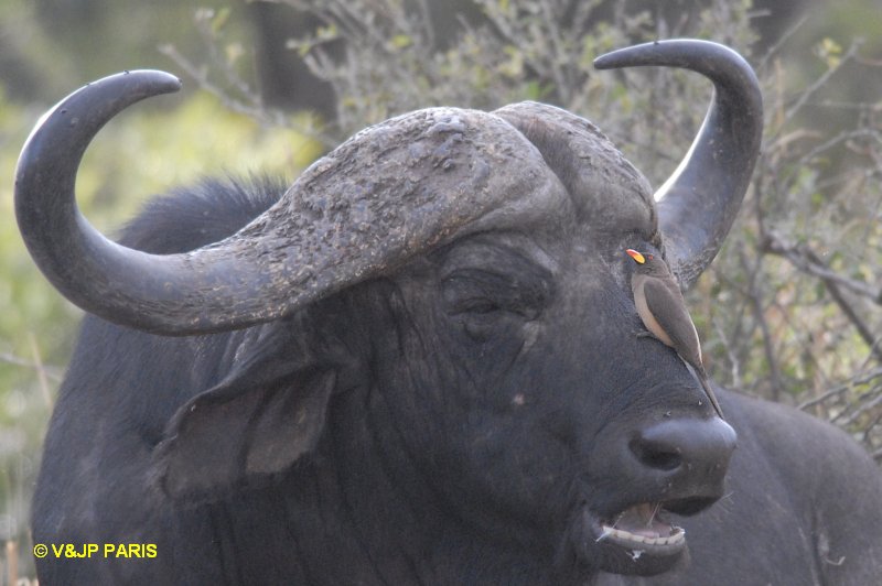 Buphagus africanus