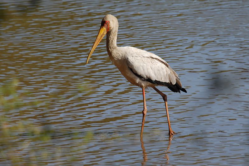 Mycteria ibis