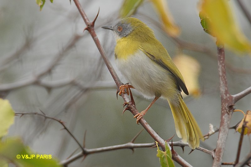 Apalis à gorge jaune